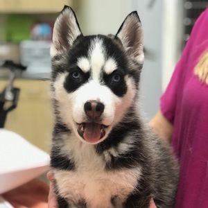 Meet your Posher, Julie